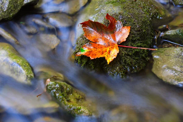 Осенний лист на камне возле ручья — стоковое фото