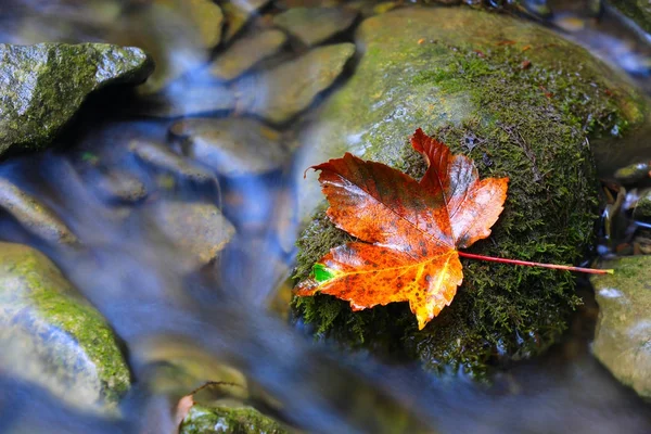 Hoja de otoño en piedra cerca del arroyo —  Fotos de Stock