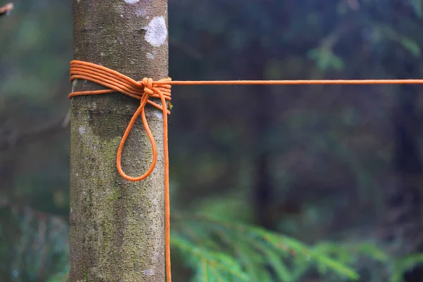 Oranje touw knoop op boom — Stockfoto
