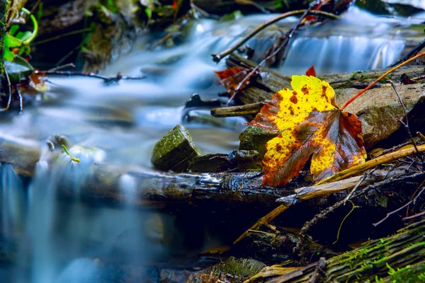 Herfstblad en bergbeek — Stockfoto