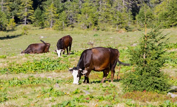 Vacas en pastos — Foto de Stock