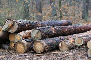 çam ahşap günlükleri