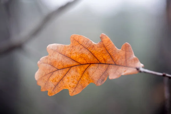 Alleen eiken Herfstblad — Stockfoto