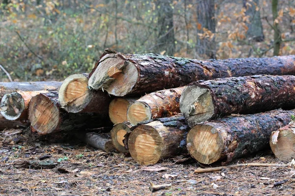 Wooden logs in forest — Stock Photo, Image