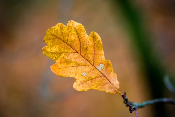 Autum dąb gałązka — Zdjęcie stockowe