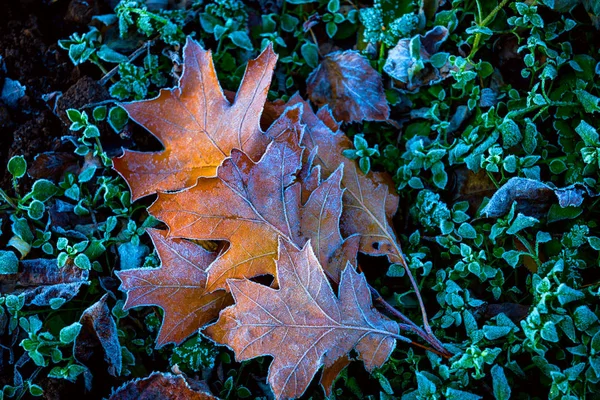 Foglia di quercia smerigliata — Foto Stock