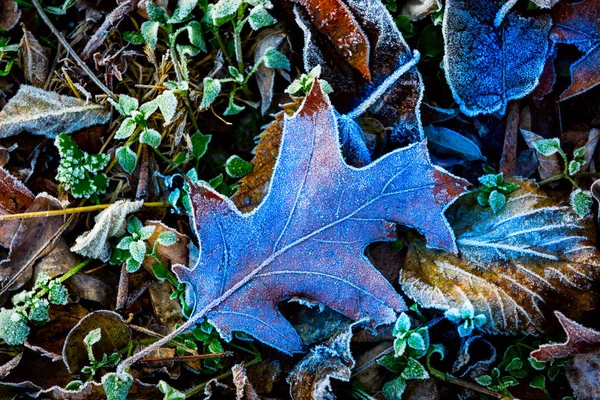 Foglia di quercia autunnale congelata — Foto Stock