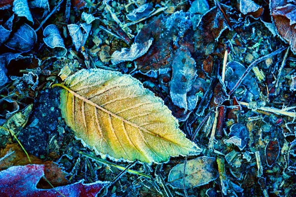 Frozen aspen leaf — Stock Photo, Image