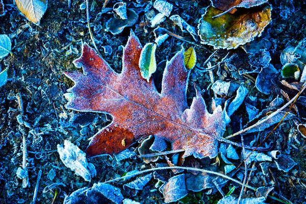 Gefrorenes Herbsteichenblatt — Stockfoto