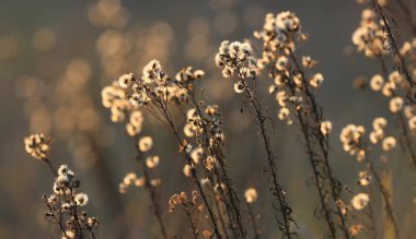 Atumn çiçek çayır