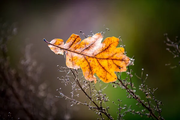 Jesienny liść dębu — Zdjęcie stockowe