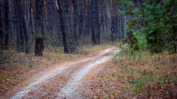 Rut road in pine forest — Stock Photo, Image