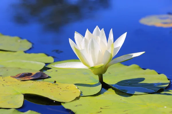 Flori de crin pe lac — Fotografie, imagine de stoc