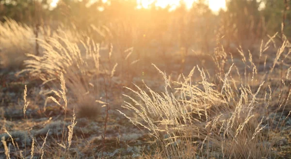 Herbe sur la prairie au soleil — Photo