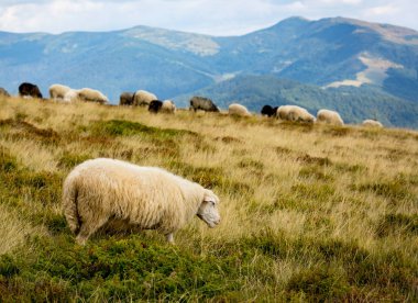 Dağ otlağındaki koyunlar