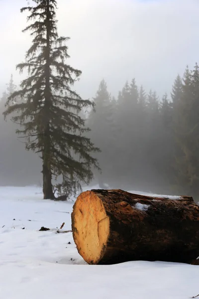 Holzklotz auf Schnee im Wald — Stockfoto