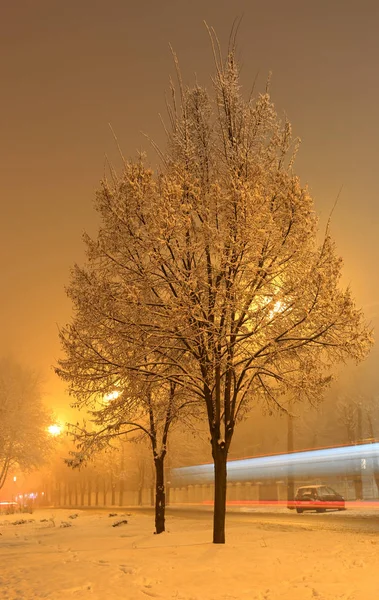 Gece parkta — Stok fotoğraf