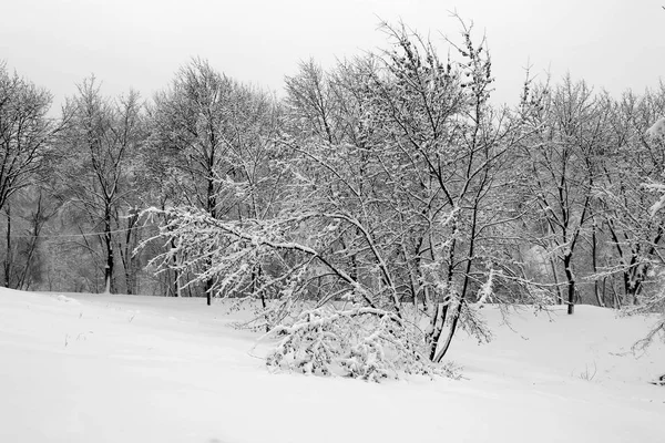 Zimą drzewa w parku — Zdjęcie stockowe