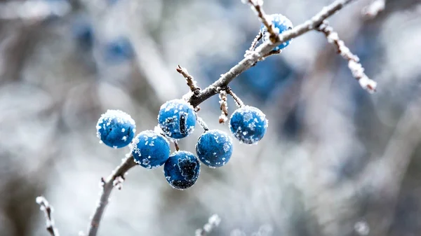 Zmrazené větvičku s trnky berry — Stock fotografie