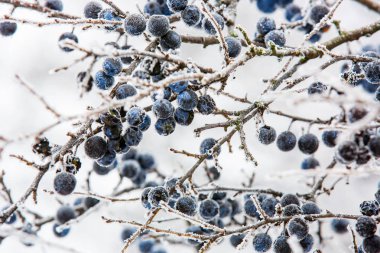 karaçalı berry ile dondurulmuş dal