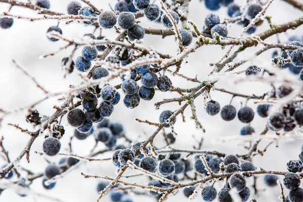 인 목 무리 베리와 얼어붙은 나뭇가지 — 스톡 사진