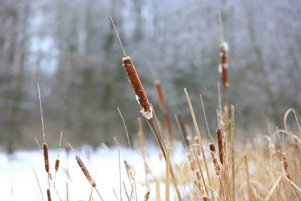 Cana no pântano de inverno — Fotografia de Stock