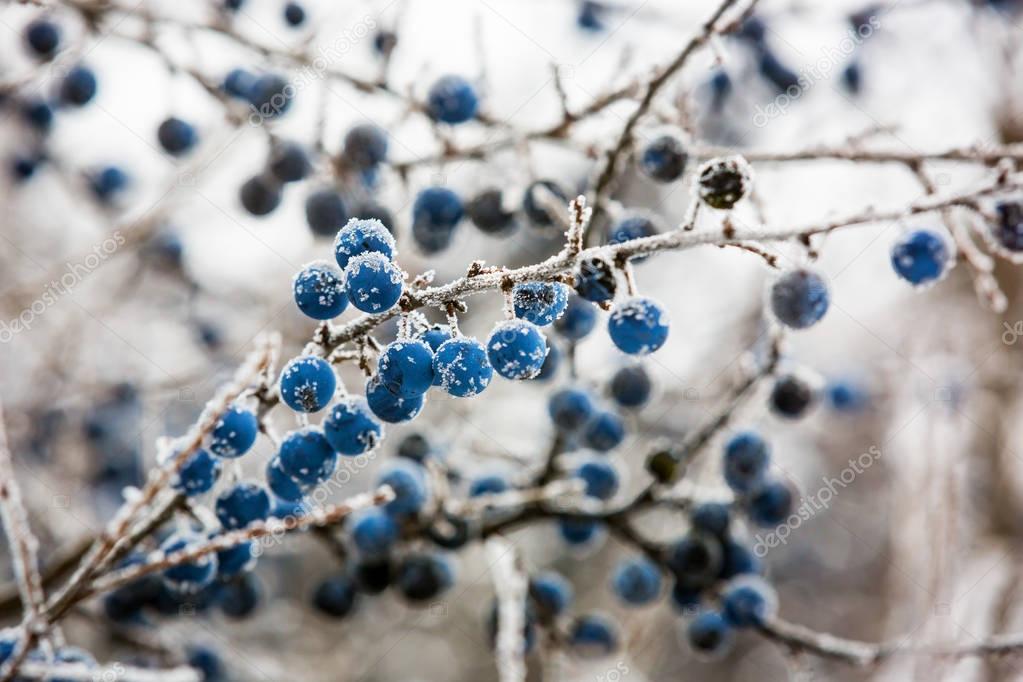 frozen blackthorn berry twig
