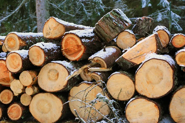 Ormanda tahta kütükler — Stok fotoğraf