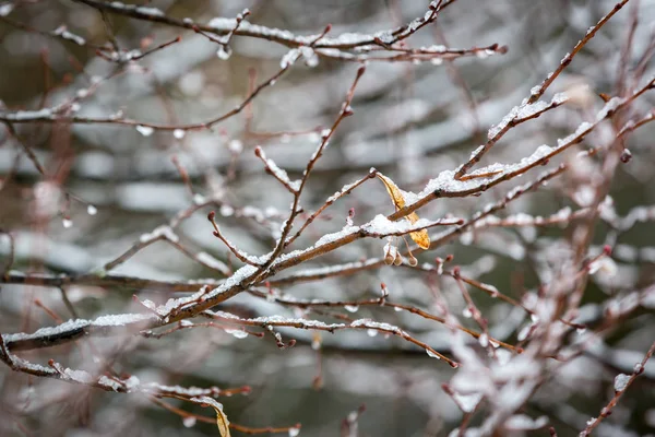 Galho de árvore sob neve — Fotografia de Stock