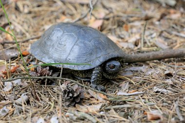 Bozkır Orta Asya turtle