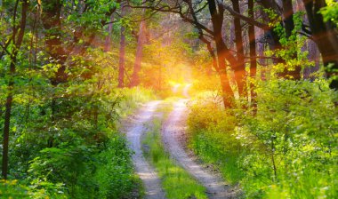 rut yol yeşil orman