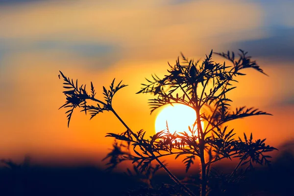 Blume auf dem Hintergrund des Sonnenuntergangs — Stockfoto