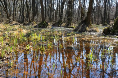 Orman bataklıkta bahar