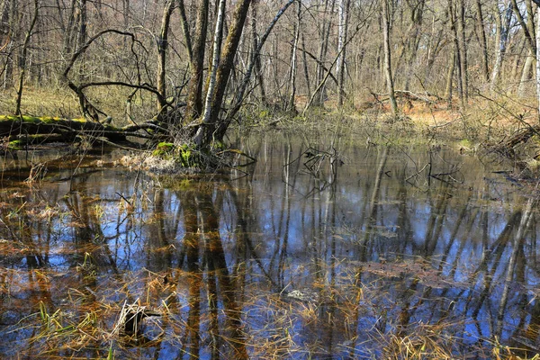 Swamp in bos — Stockfoto