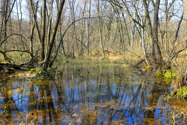 Bosque de primavera inundado — Foto de Stock