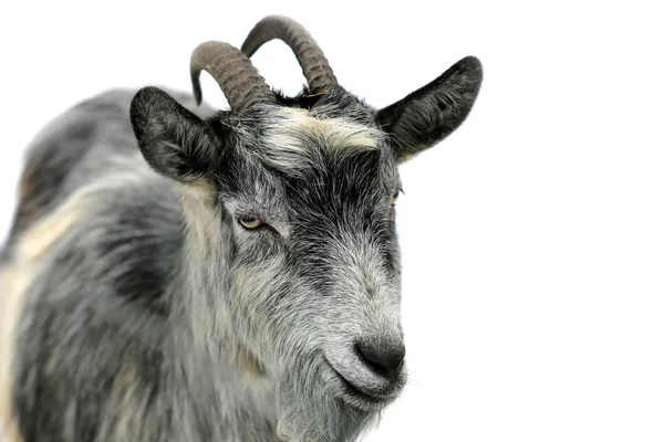 Funny rural goat — Stock Photo, Image