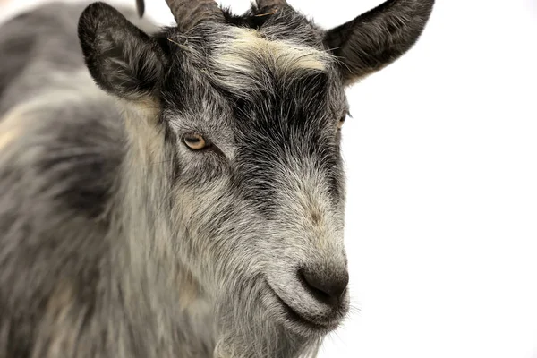 Funny goat face — Stock Photo, Image