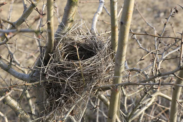 Ağaçta kuş nestle — Stok fotoğraf