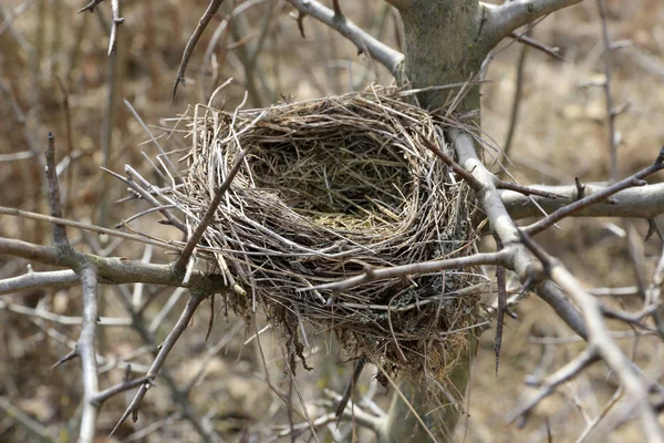 Nest van vogels op boom — Stockfoto
