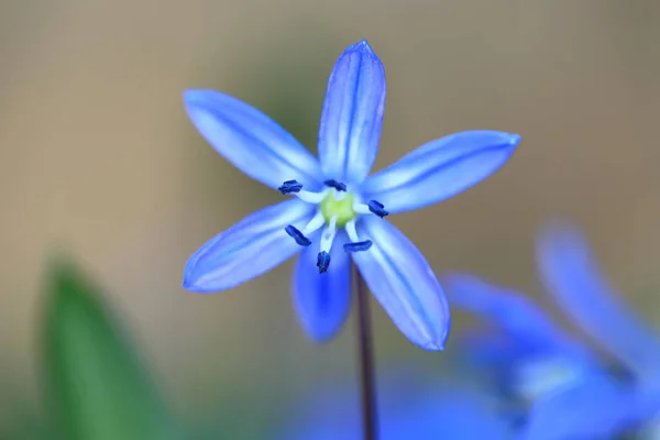 Scilla Bifolia fiore — Foto Stock