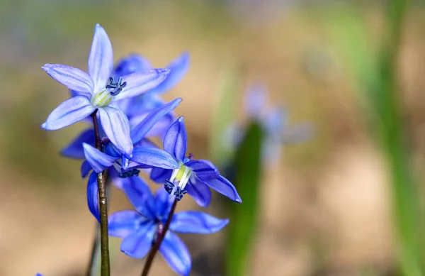 Flor de scilla bifolia — Fotografia de Stock