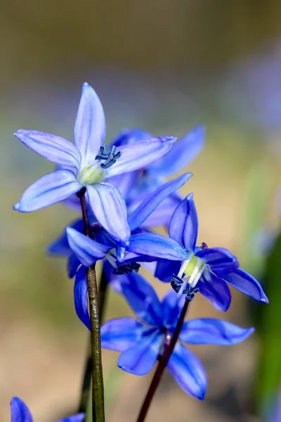 씰 라 bifolia 봄 꽃 — 스톡 사진