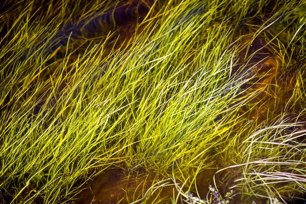 Grass under water — Stock Photo, Image