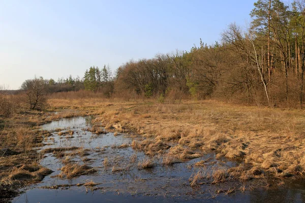 Au début du printemps dans la forêt — Photo