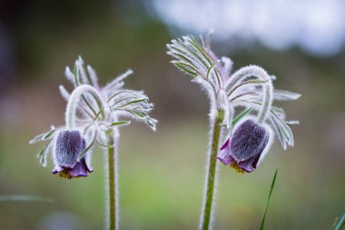 güzel bahar çiçegi