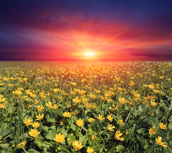 Закат на цветочном лугу — стоковое фото