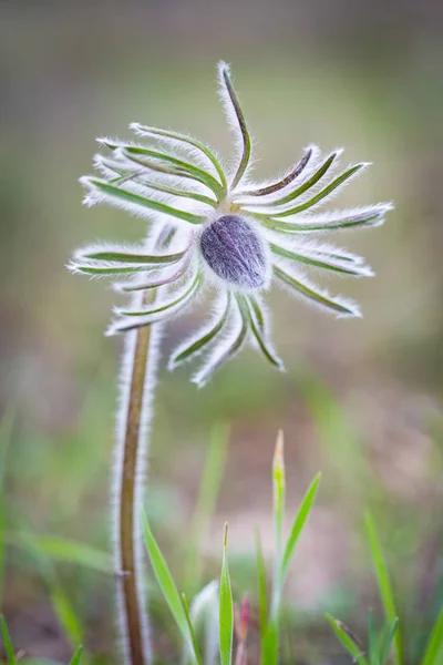 Mooi voorjaar Pulsatilla bloem — Stockfoto