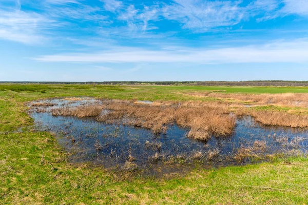 Spring flooded meadow — Stock Photo, Image