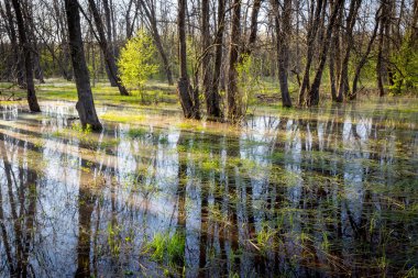 ormandaki sular altında çayır