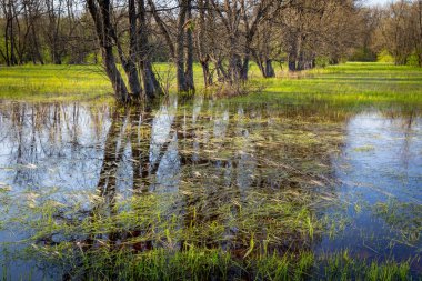 sular altında bahar çayır